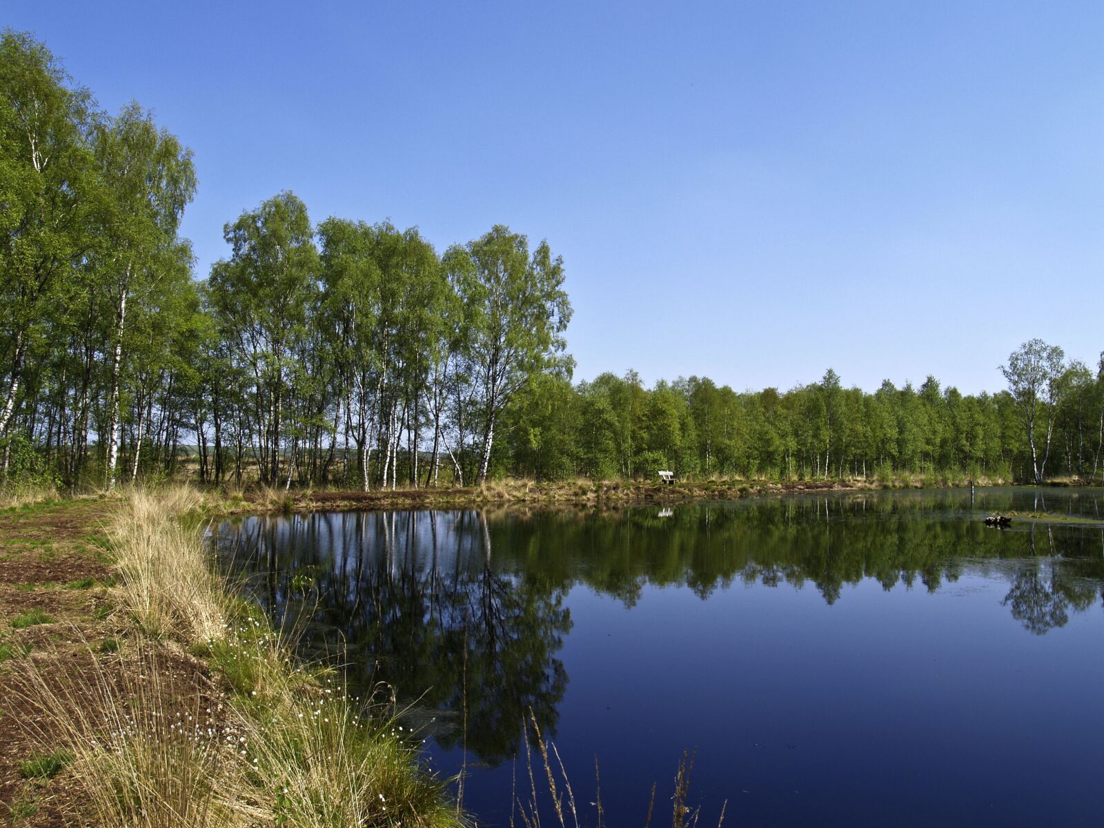 Olympus E-300 (EVOLT E-300) sample photo. Swamp, birch, nature reserve photography