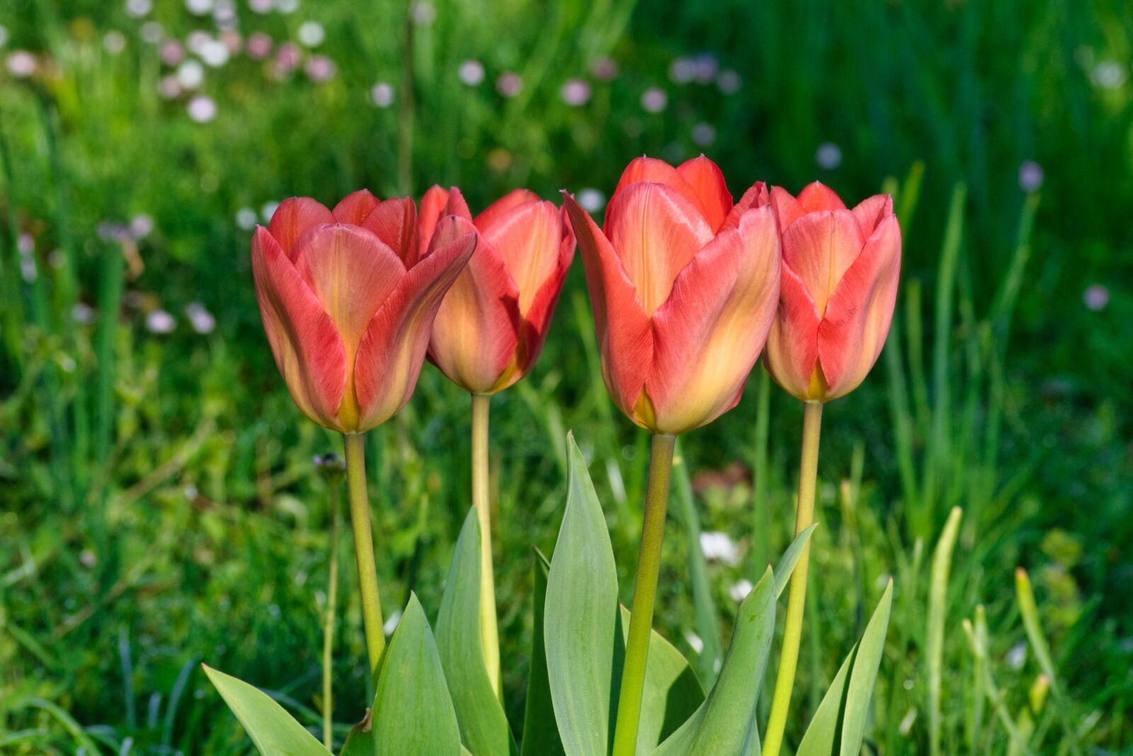 Nikon D7500 sample photo. Tulpenbluete, spring, tulip photography