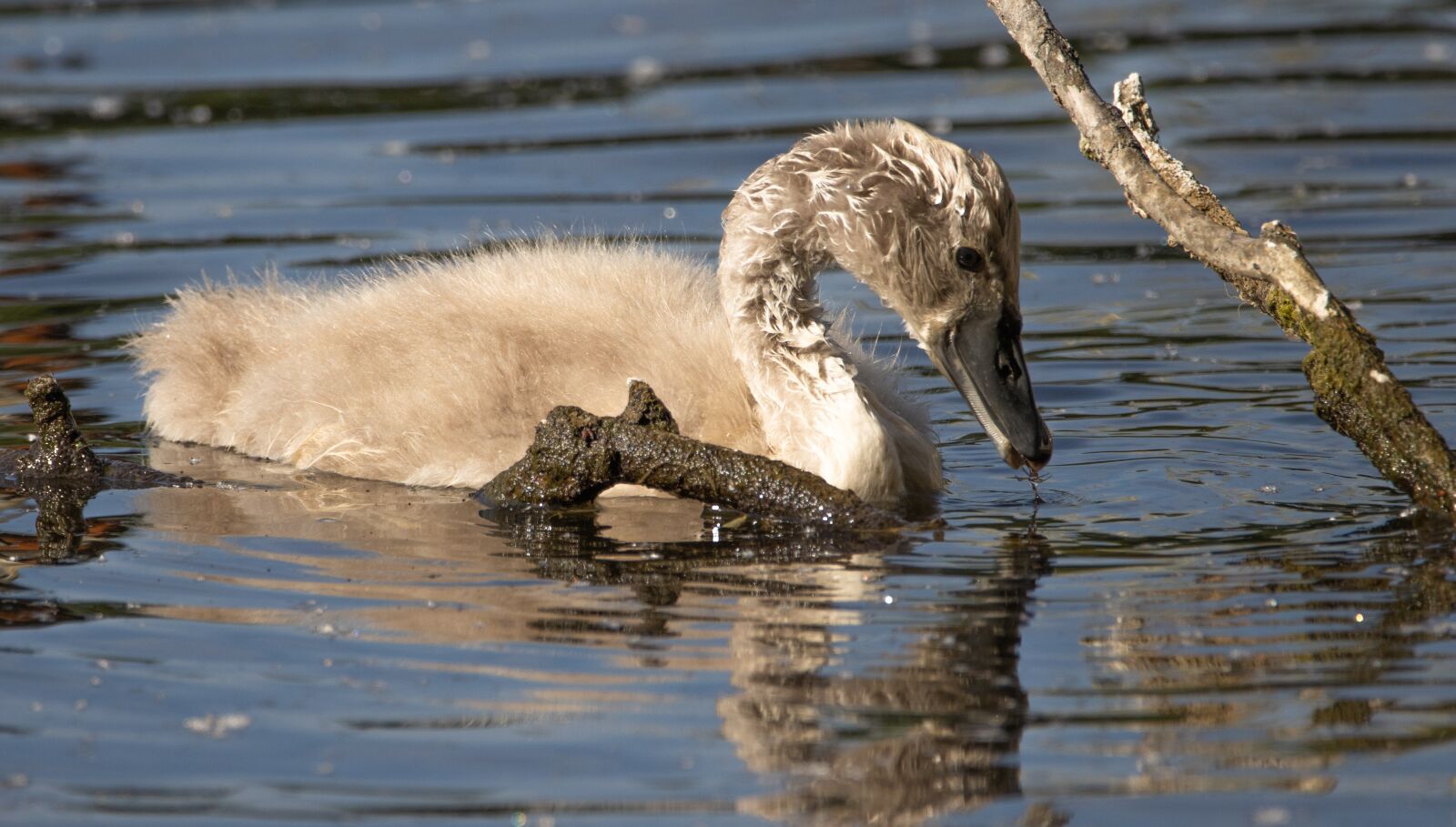 150-600mm F5-6.3 DG OS HSM | Contemporary 015 sample photo. Swan, bird, water photography