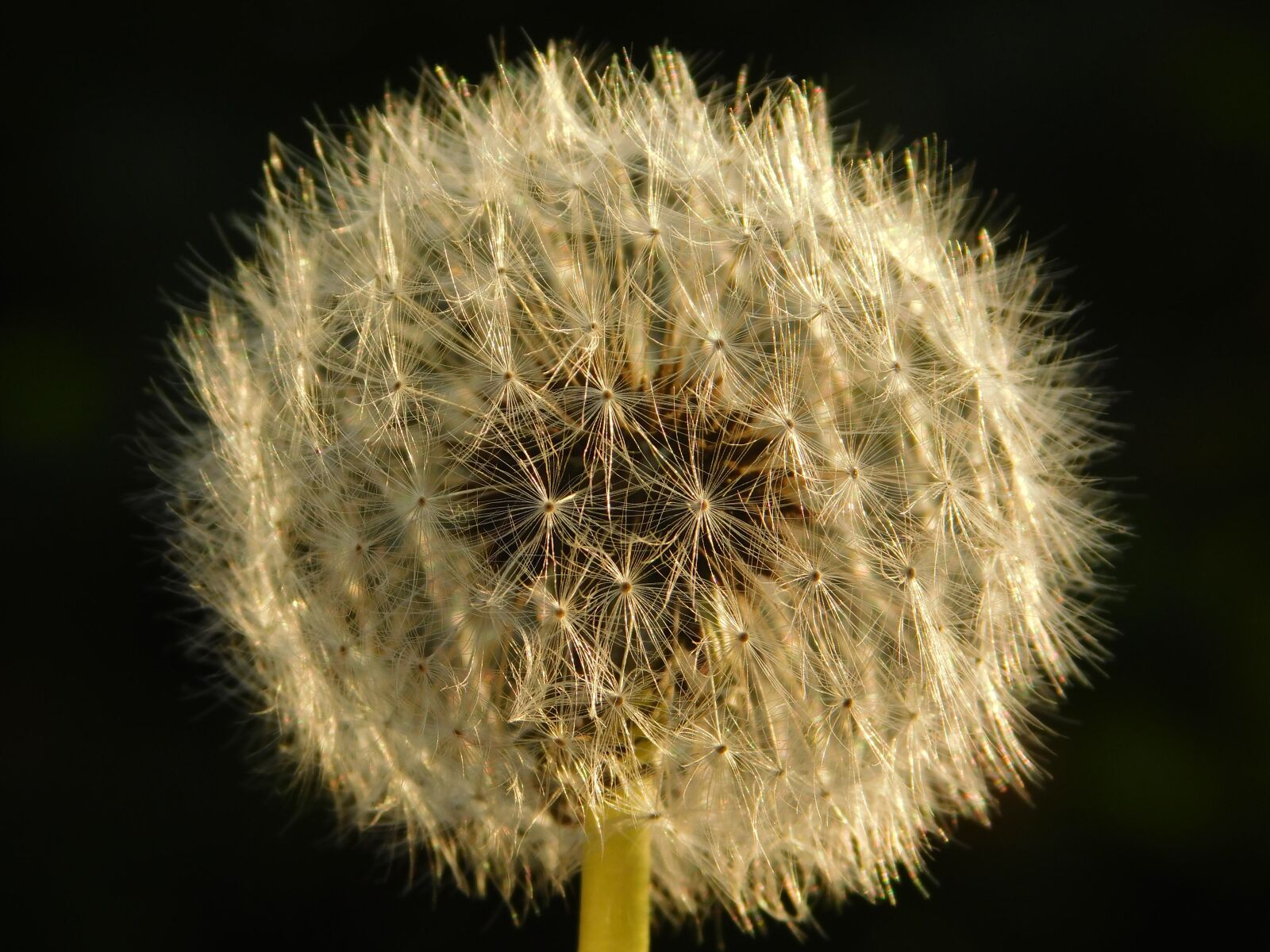 Nikon Coolpix B500 sample photo. Taraxacum, nature photography