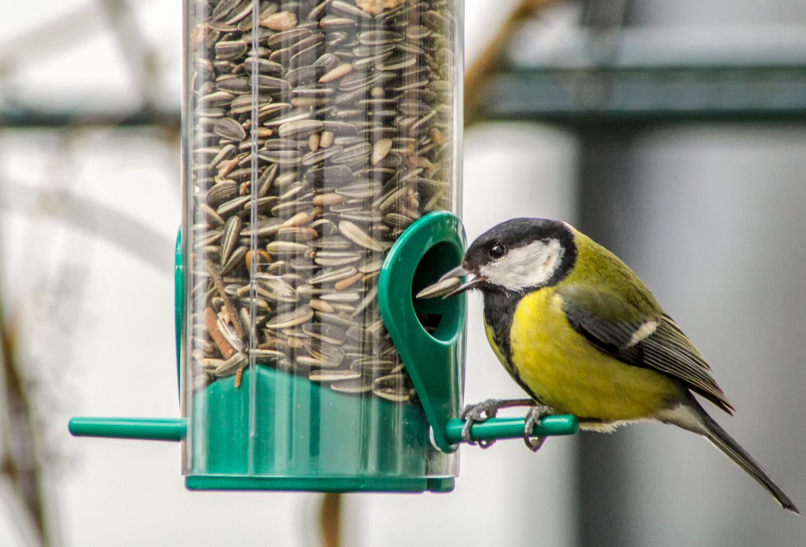 Canon EOS 60D sample photo. Tit, bird, animal photography