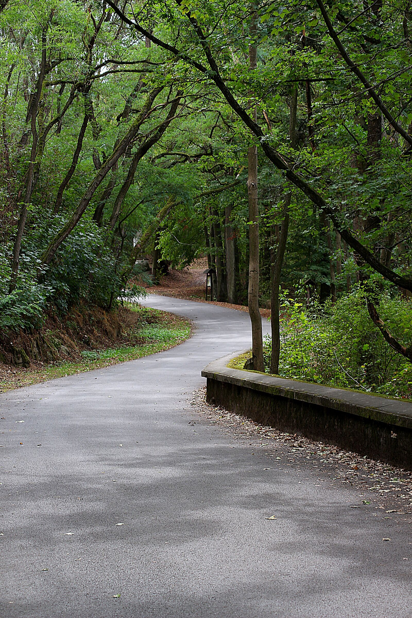 Canon EOS 700D (EOS Rebel T5i / EOS Kiss X7i) sample photo. Away, forest, hiking photography