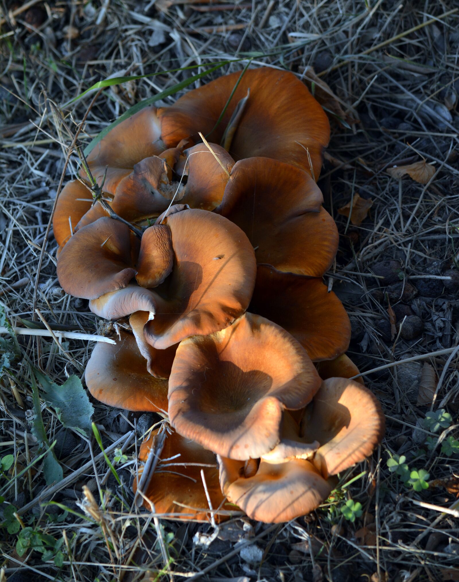 Nikon D5200 sample photo. Mushrooms, nature, red photography
