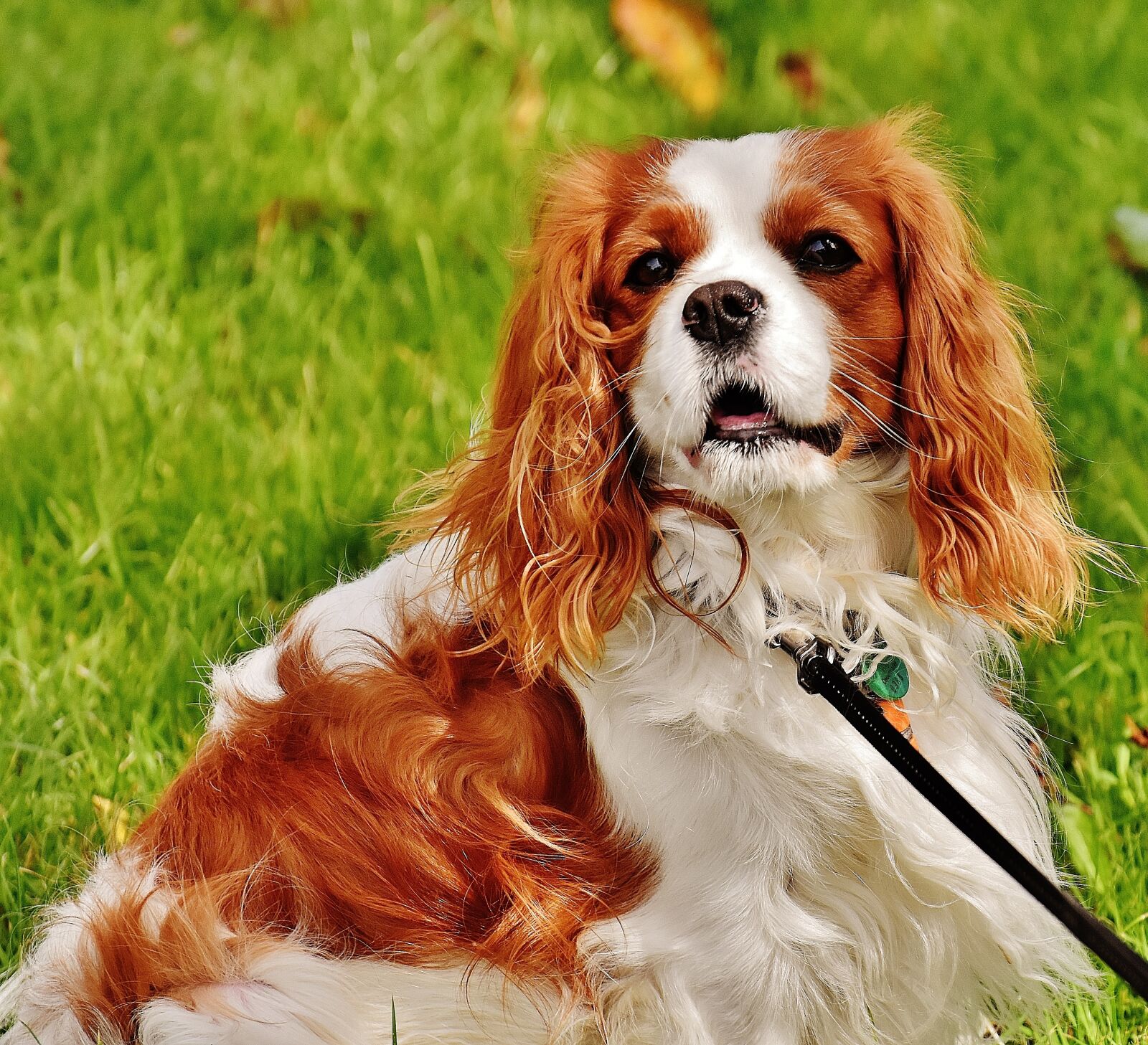 Nikon D7200 sample photo. Dog, cavalier king charles photography
