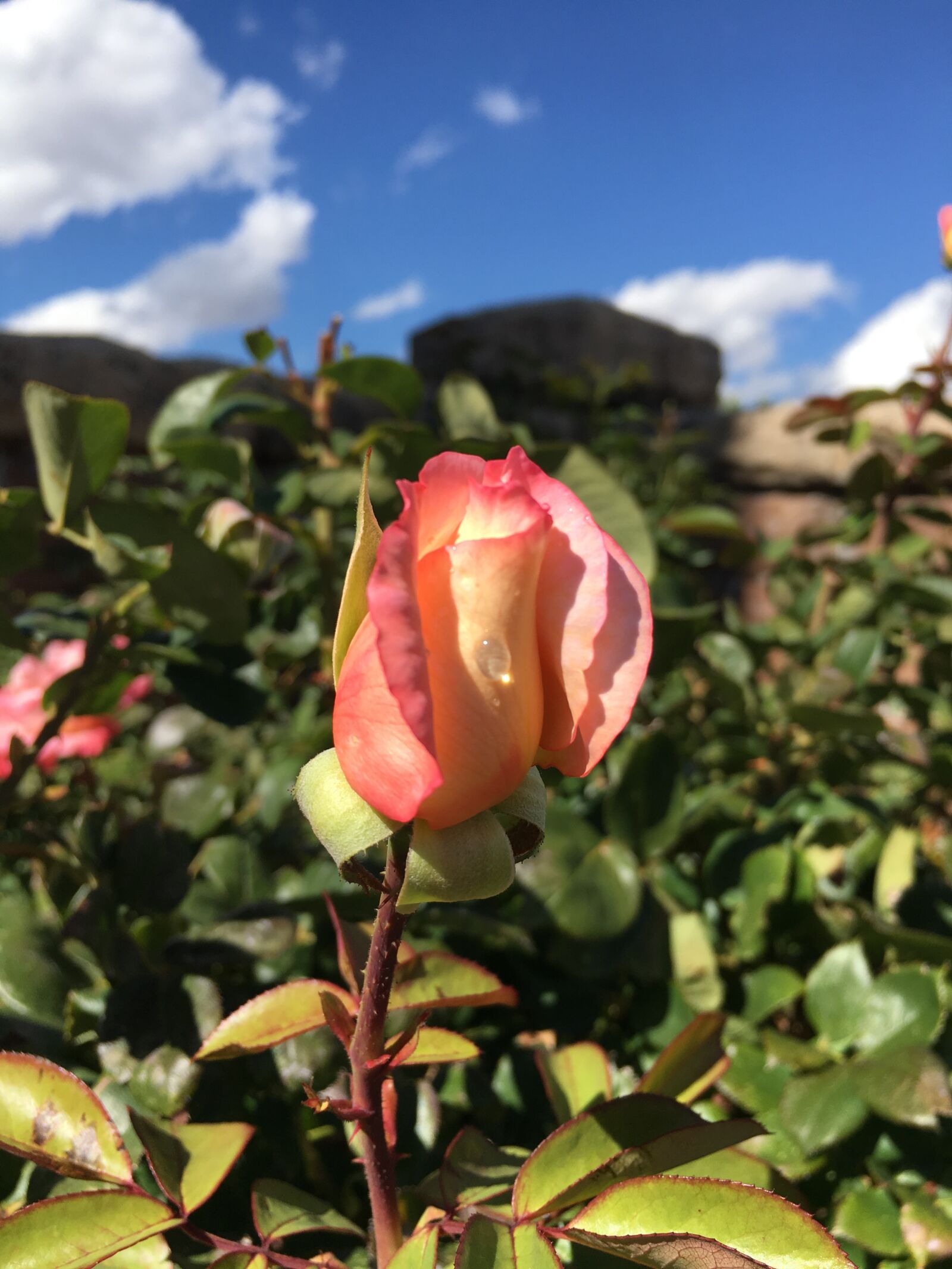 Apple iPhone 6s sample photo. Rose, flower, dew photography