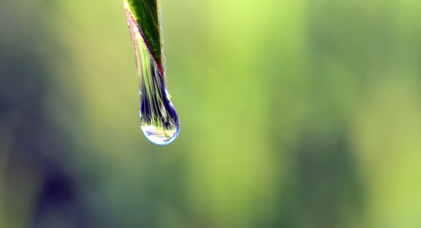 Nikon D3300 sample photo. Drip, any drip, green photography