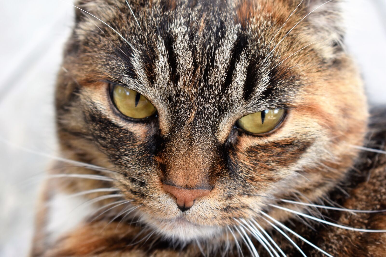 Nikon D5500 sample photo. Cat, animal, mackerel photography