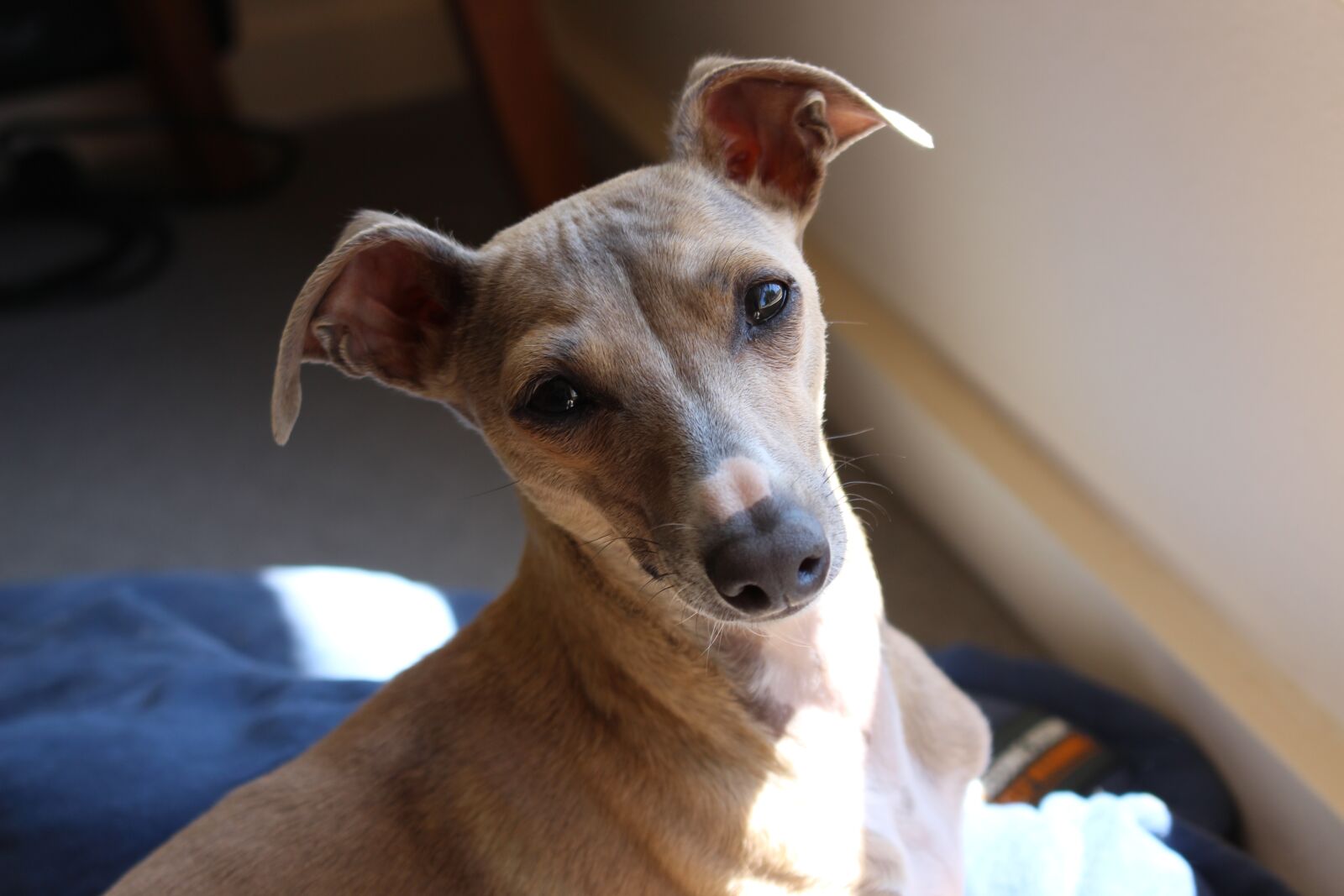 Canon EOS 700D (EOS Rebel T5i / EOS Kiss X7i) sample photo. Dog, italian greyhound, greyhound photography