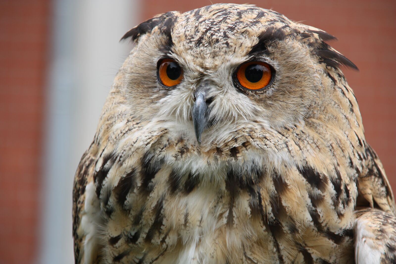 Canon EOS 450D (EOS Rebel XSi / EOS Kiss X2) sample photo. Raptors, owl, bird of photography