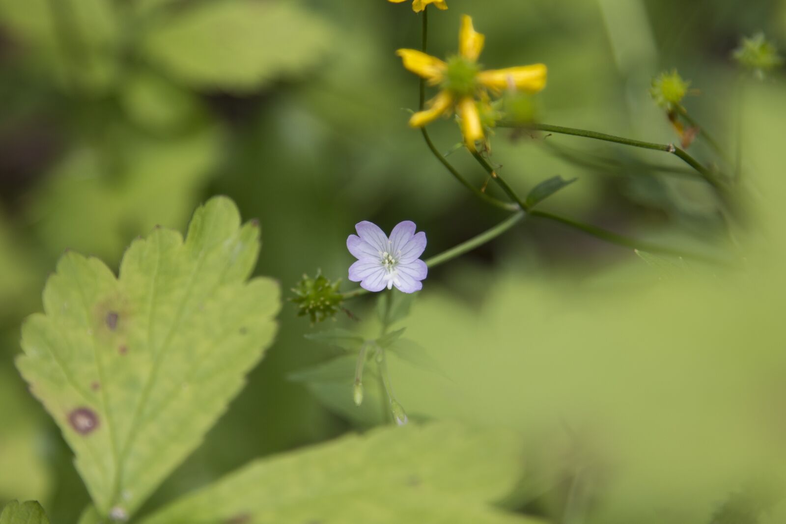 Canon EOS 70D + Canon EF 24-105mm F4L IS USM sample photo. Flower, purple, green photography