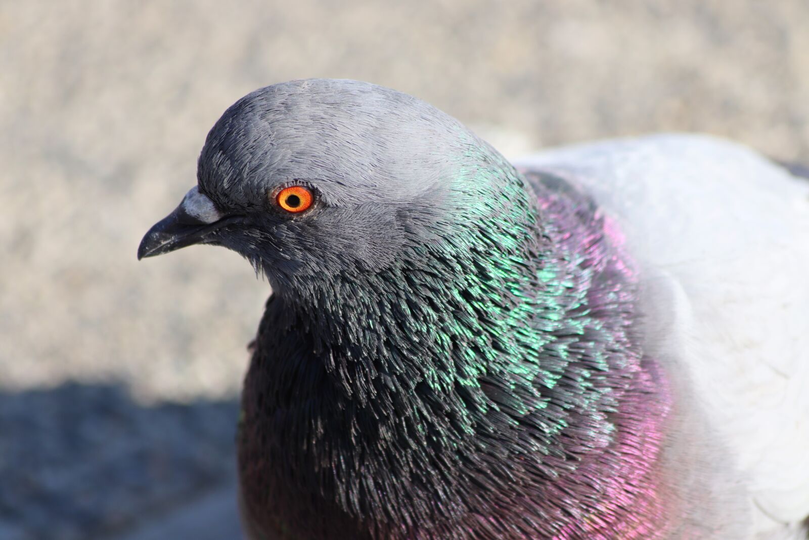 Canon EOS 200D (EOS Rebel SL2 / EOS Kiss X9) sample photo. Pigeon, animal, bird photography