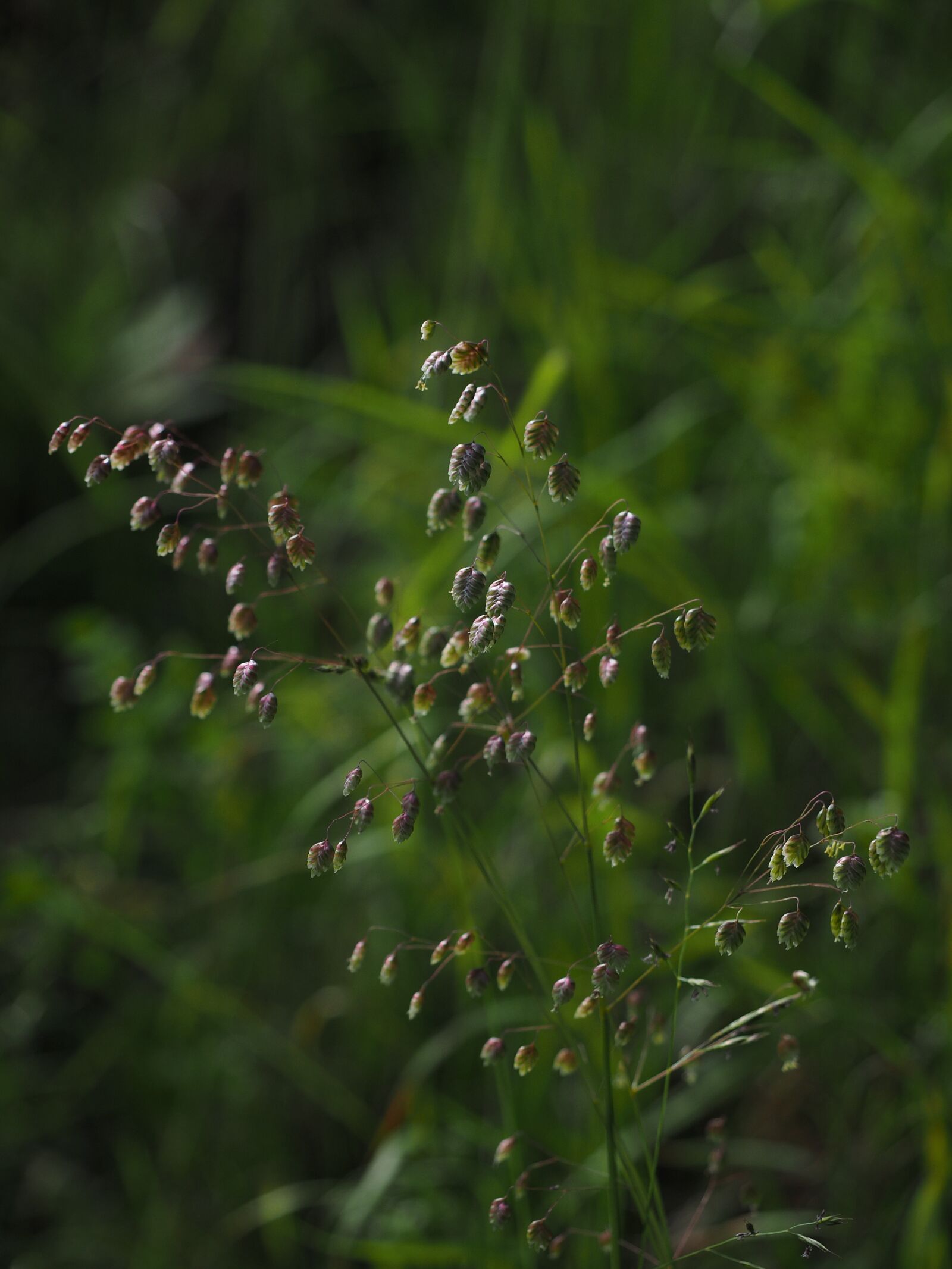 Olympus OM-D E-M1 + Olympus M.Zuiko Digital ED 12-40mm F2.8 Pro sample photo. Briza media, quaking grass photography