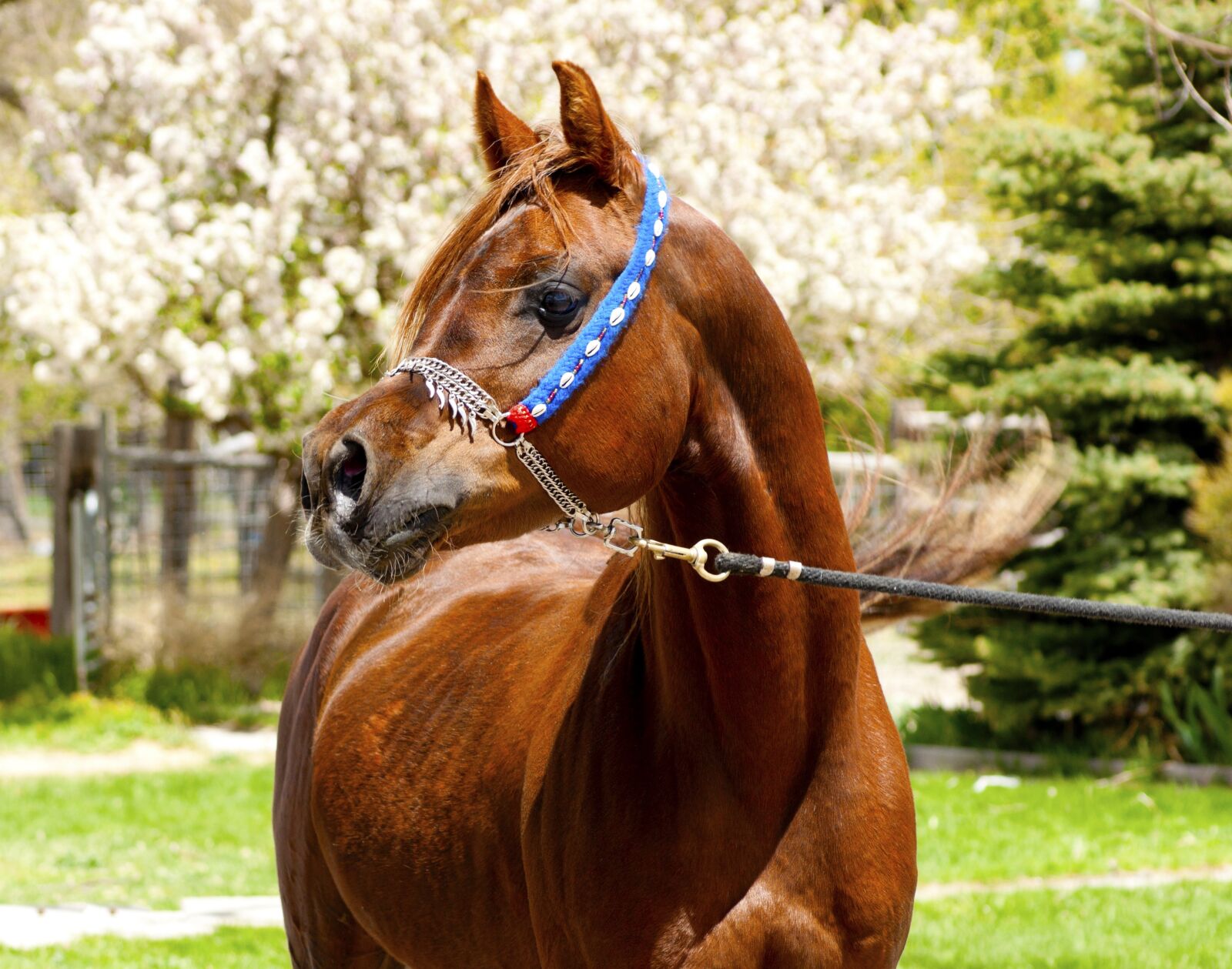 Sony Alpha DSLR-A700 sample photo. Horse, arabian, stallion photography