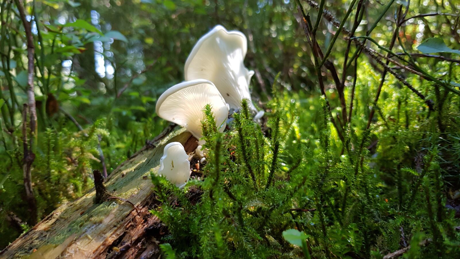 Samsung Galaxy S8 sample photo. Mushroom, forest, white photography