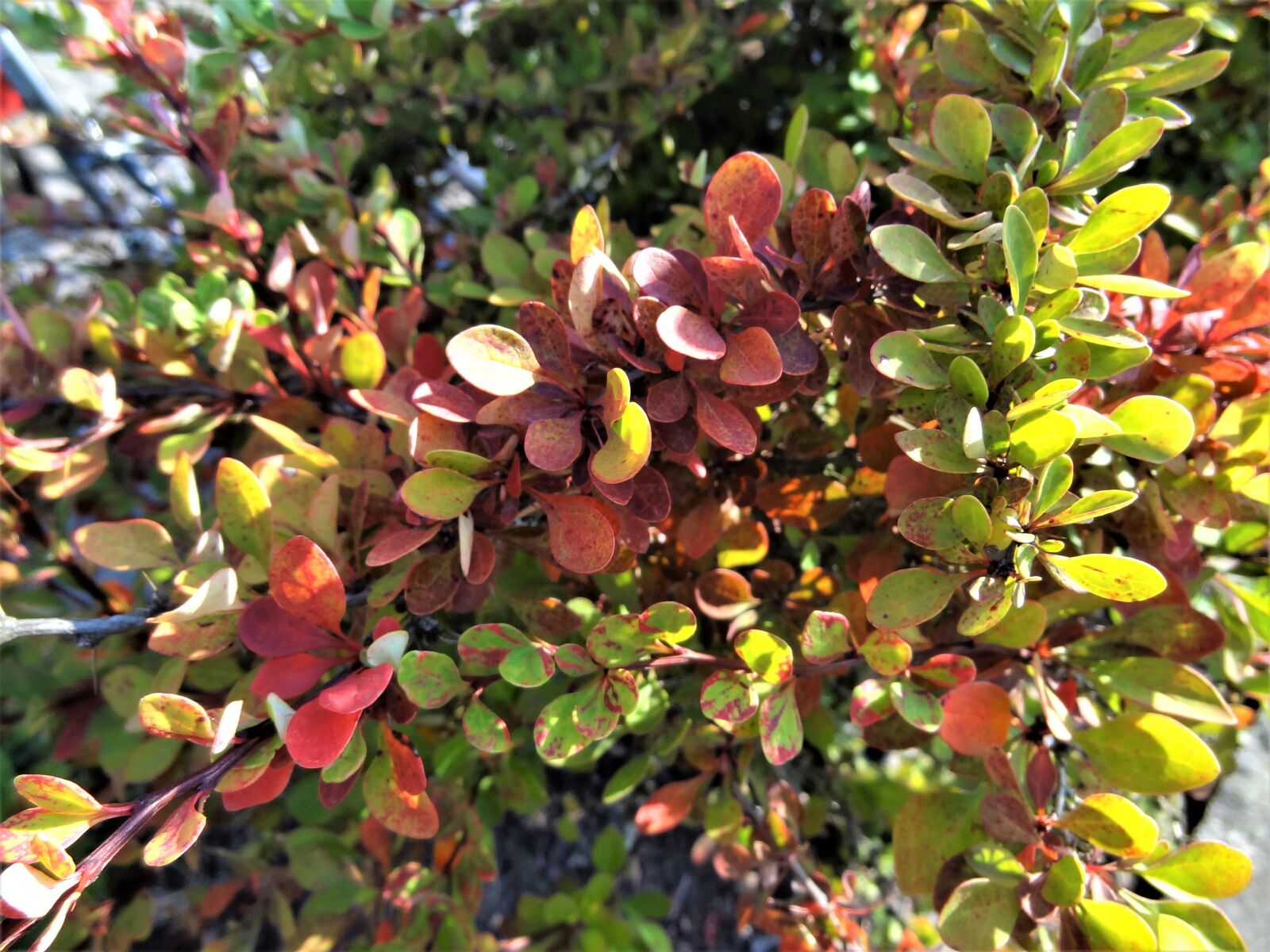 Sony Cyber-shot DSC-HX9V sample photo. The beauty of nature photography
