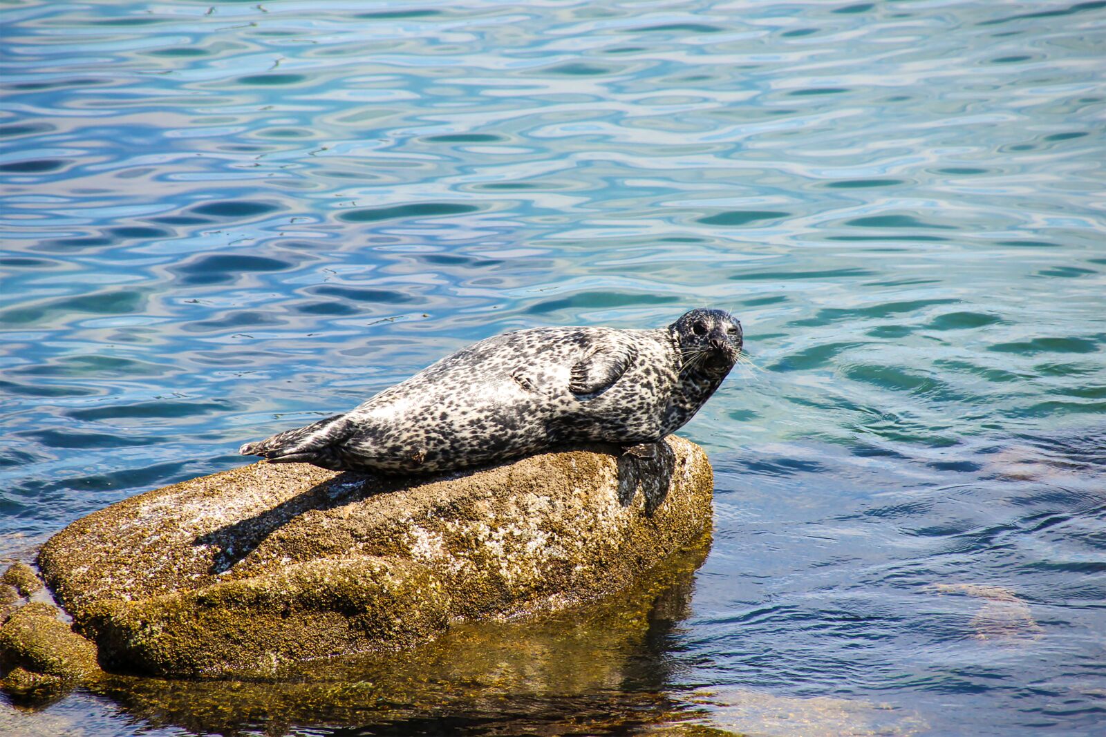 Canon EOS 600D (Rebel EOS T3i / EOS Kiss X5) sample photo. Seal, water, sea photography