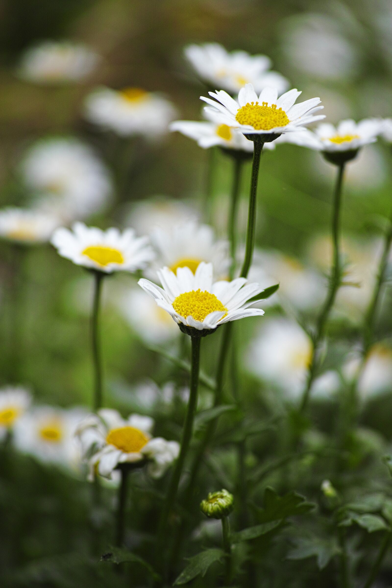 Sigma DP3 Merrill sample photo. Flower, daisy, plant photography
