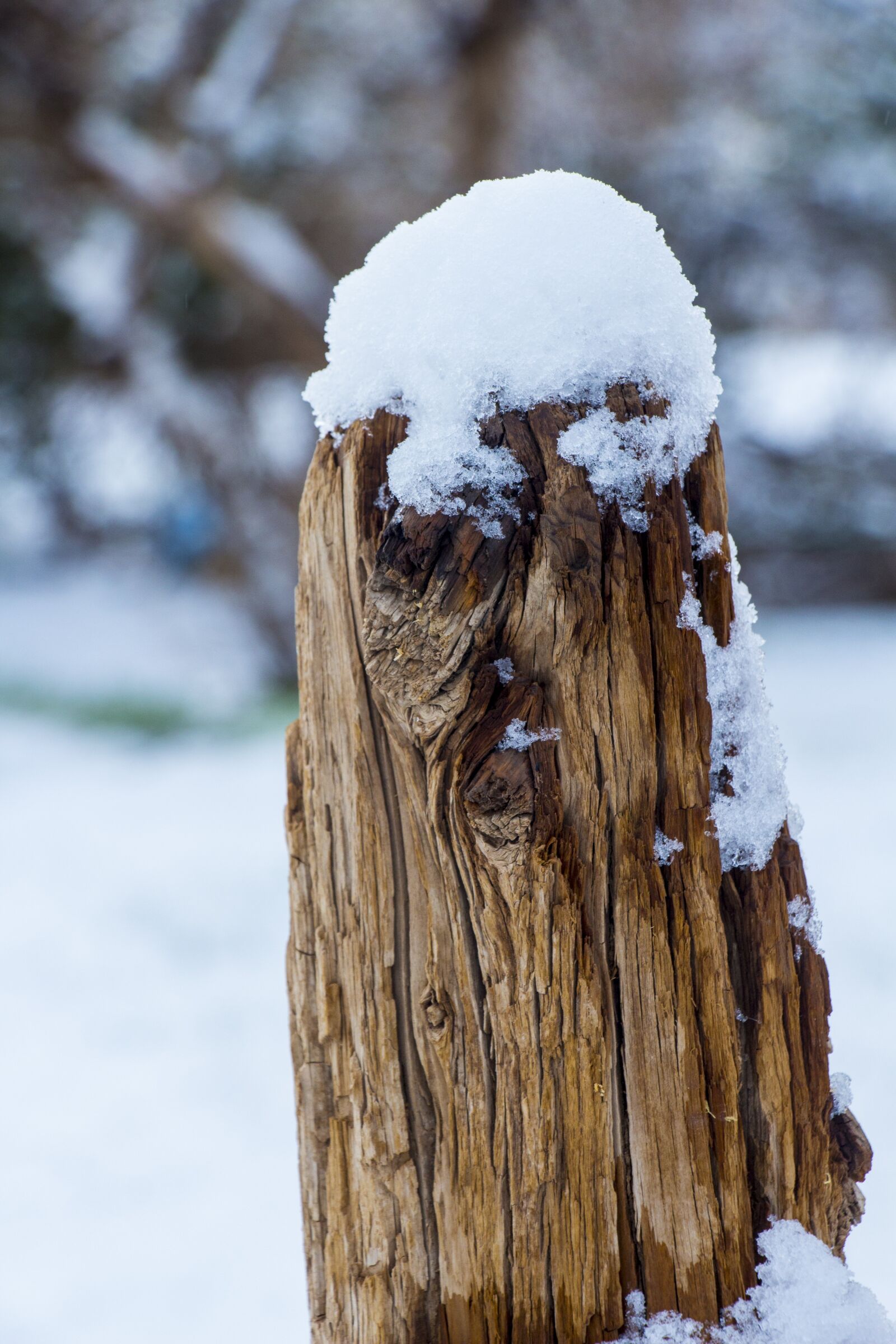 Canon EOS 700D (EOS Rebel T5i / EOS Kiss X7i) sample photo. Winter, tree, snow photography