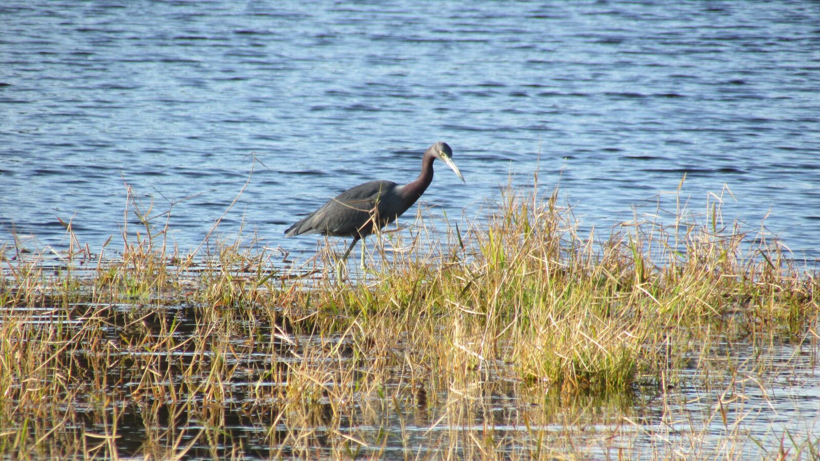 Canon PowerShot SX500 IS sample photo. Little blue heron, coastal photography