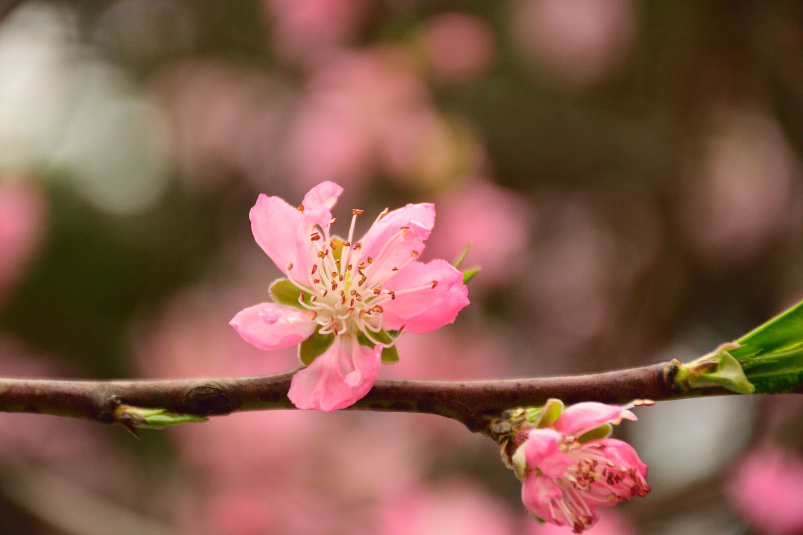 Nikon D5300 sample photo. Peach blossom, spring, pink photography