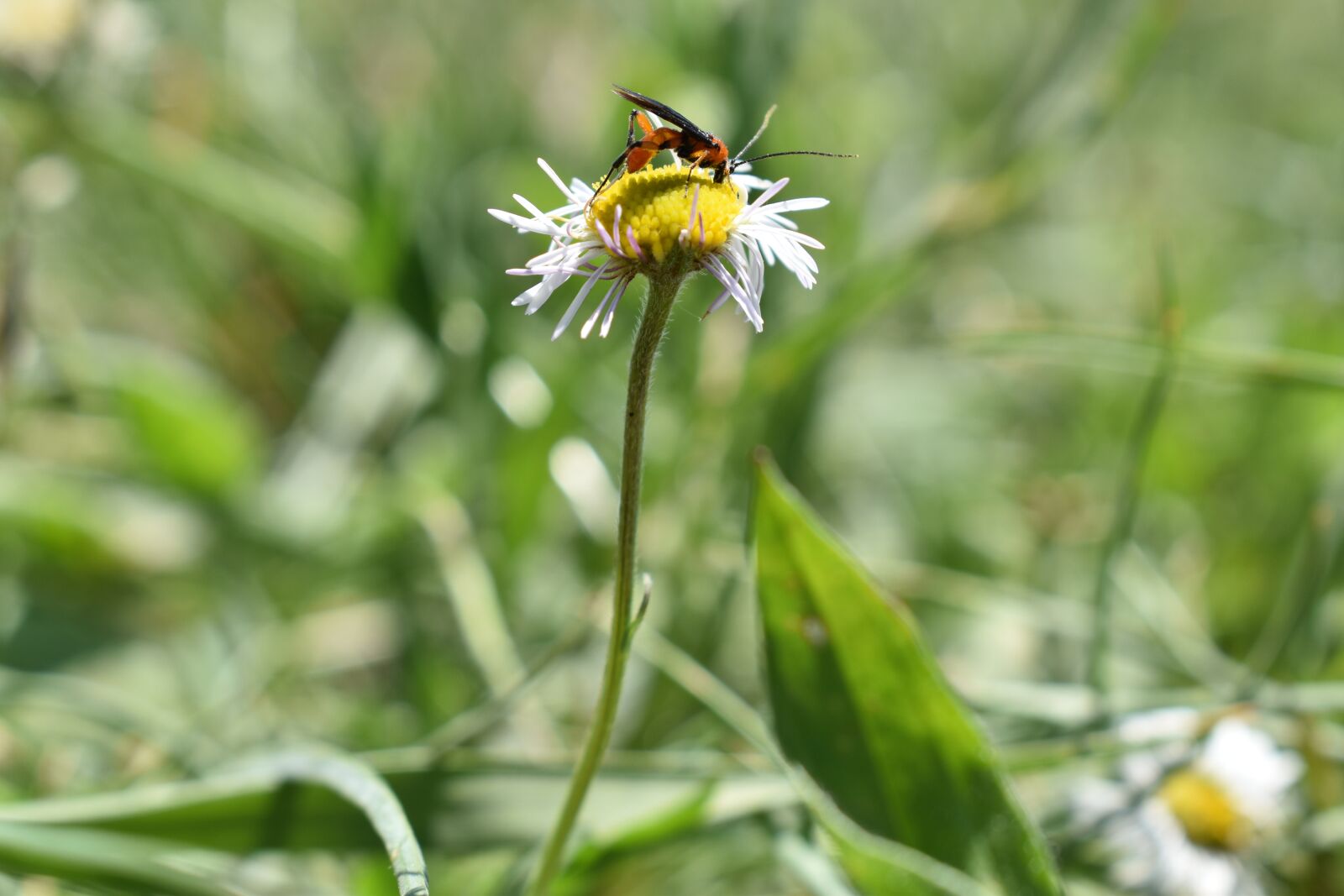 Nikon D5600 sample photo. Wasp, daisy, insect photography