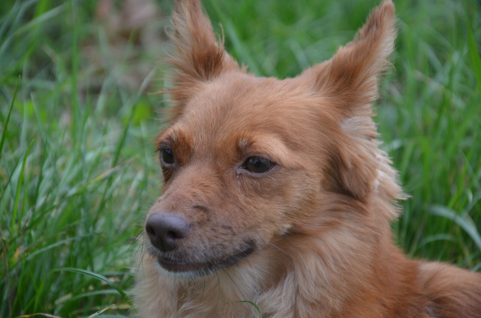 Nikon D7000 sample photo. Pet, dog, mestizo photography