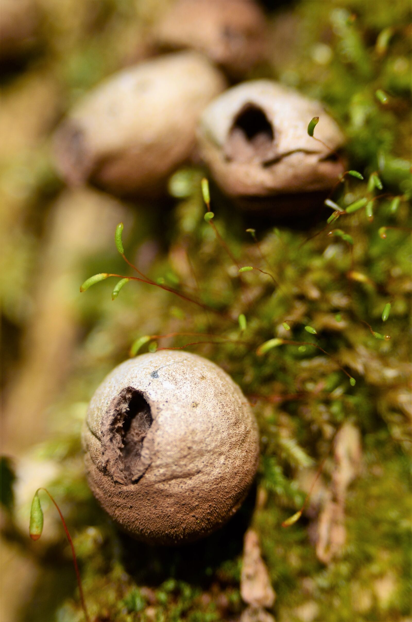 Nikon D7000 sample photo. Dwarf application, puffballs, bovista photography