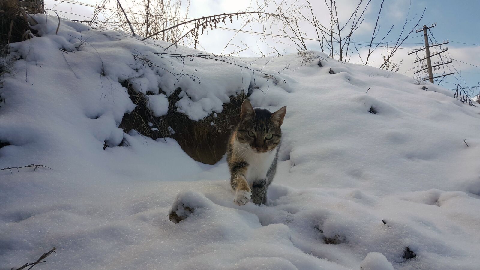 Samsung Galaxy Note5 sample photo. Cat, beauty, kitten photography