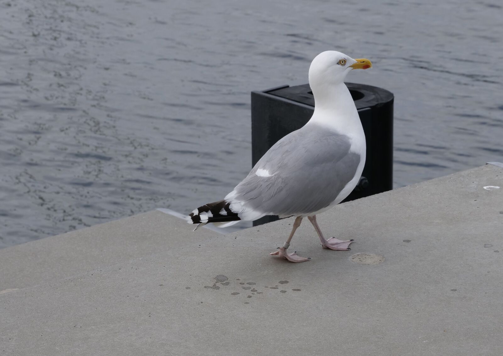 Panasonic Lumix DC-G9 sample photo. Gulls, birds, water photography