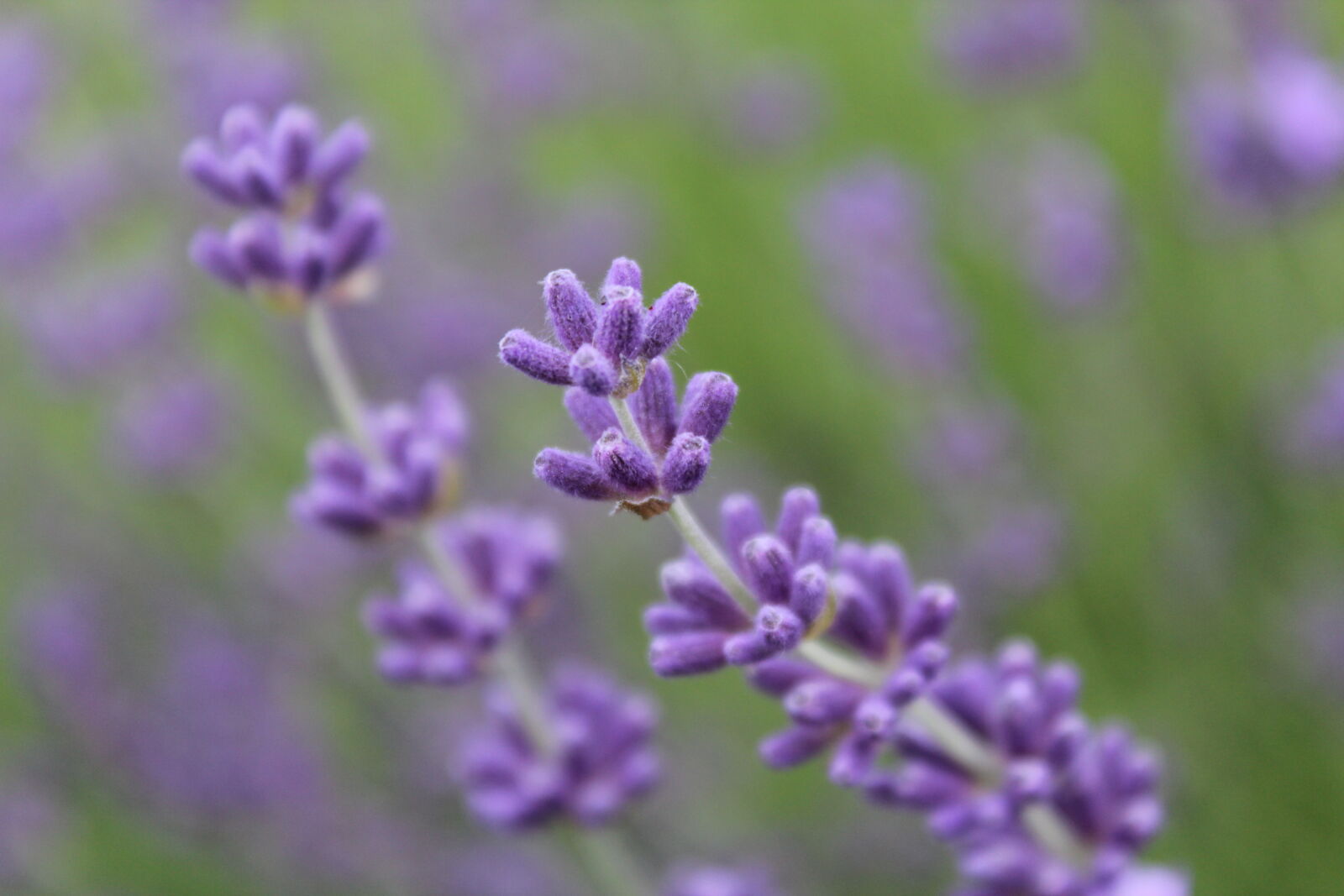 Canon EOS 600D (Rebel EOS T3i / EOS Kiss X5) sample photo. Flower, nature, purple photography
