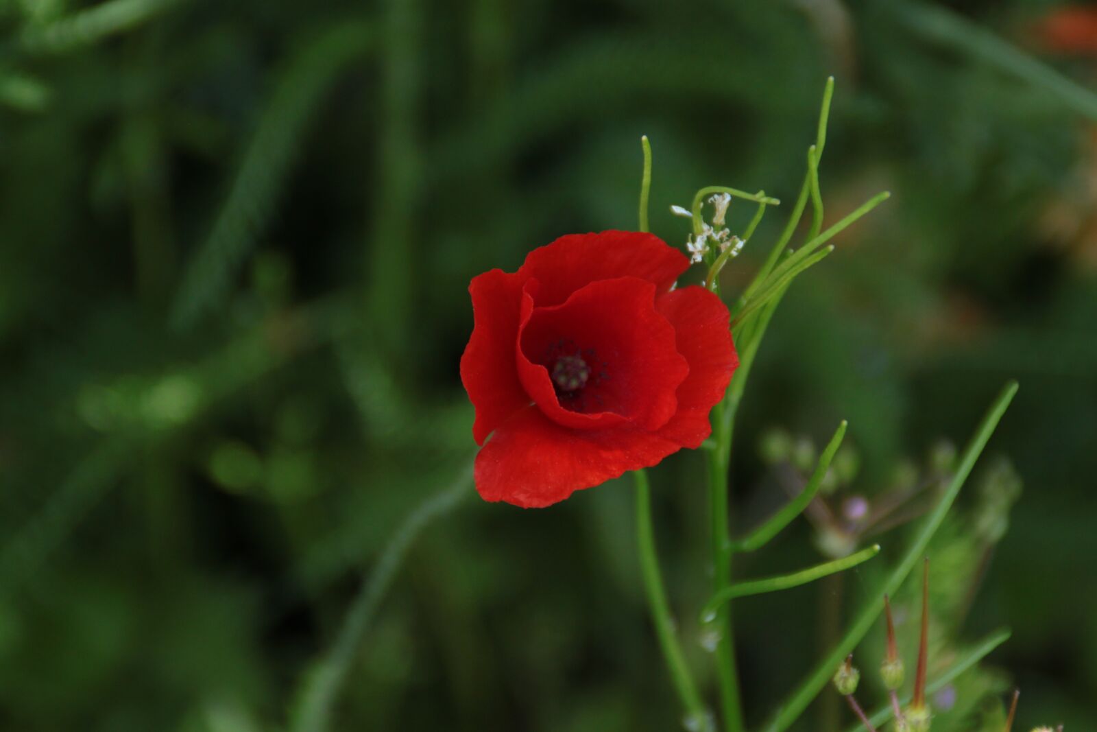 Canon EOS 500D (EOS Rebel T1i / EOS Kiss X3) sample photo. Flower, flowers, spring photography