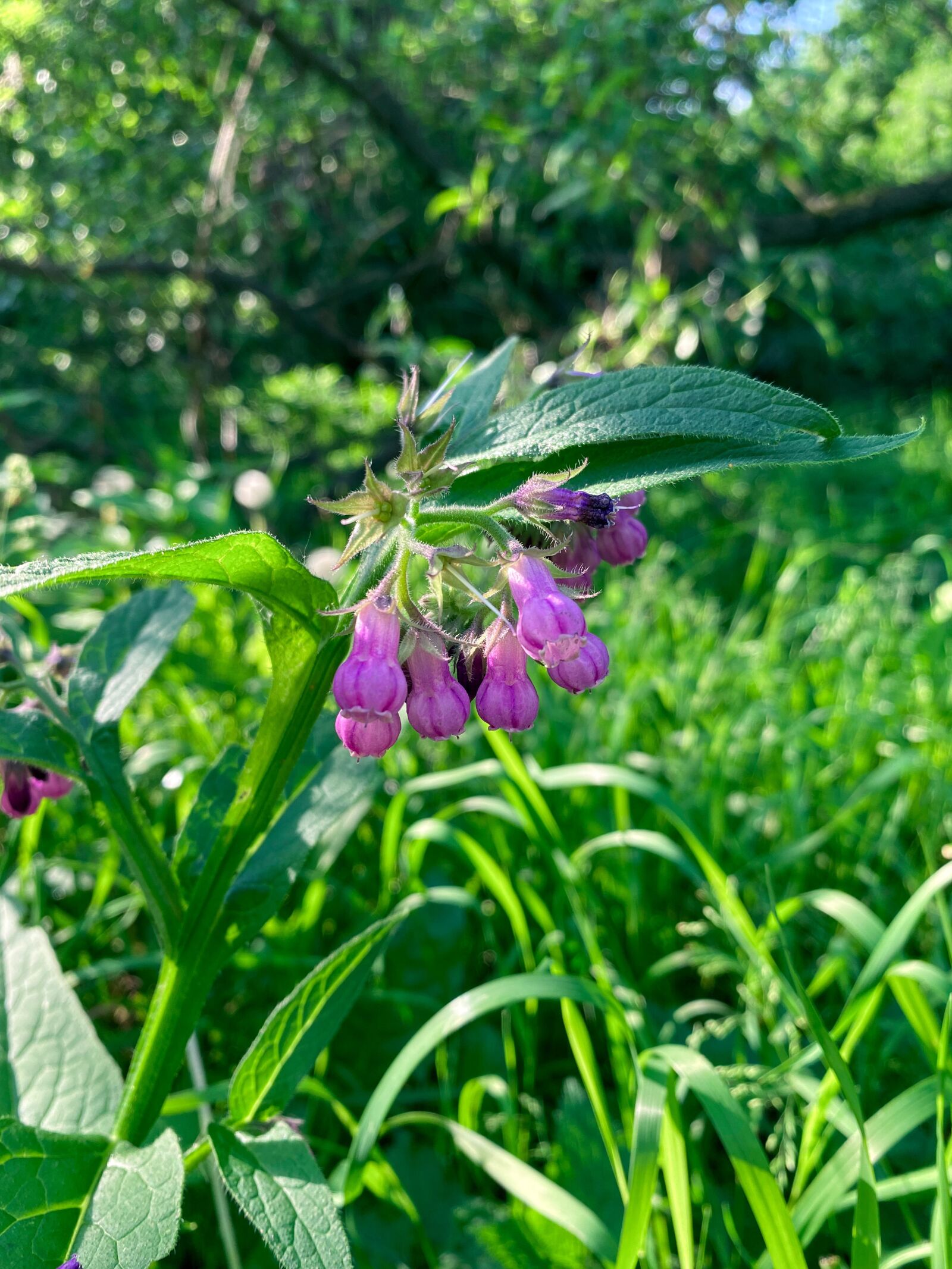 Apple iPhone 11 Pro sample photo. Comfrey, flower, symphytum photography