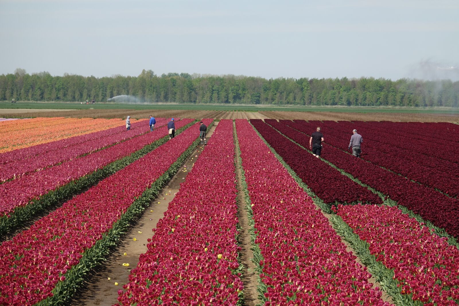 Sony Cyber-shot DSC-RX10 III sample photo. Tulips, tulip field, colorful photography