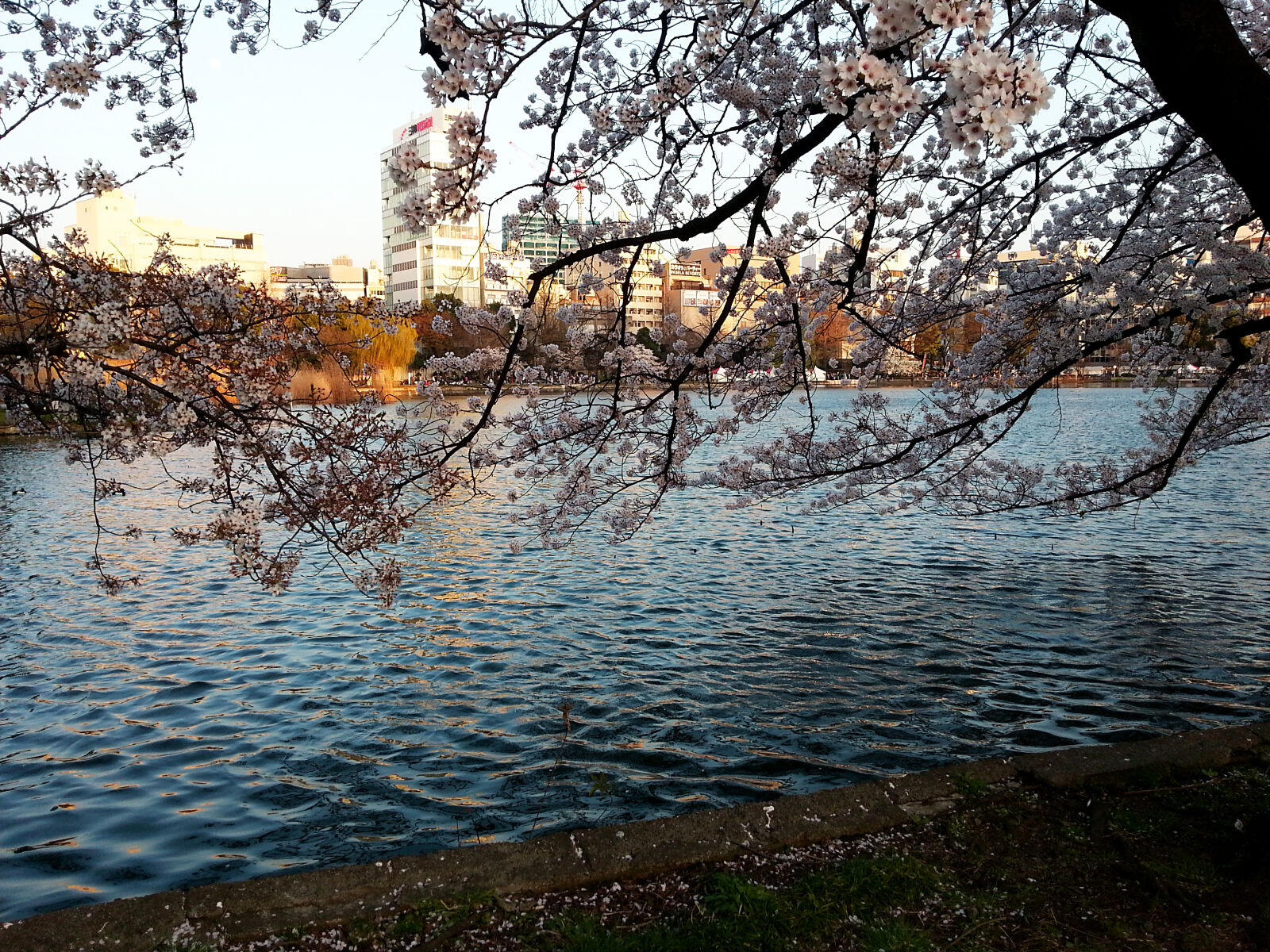 Samsung Galaxy S3 sample photo. Blue, water, cherry, blossoms photography