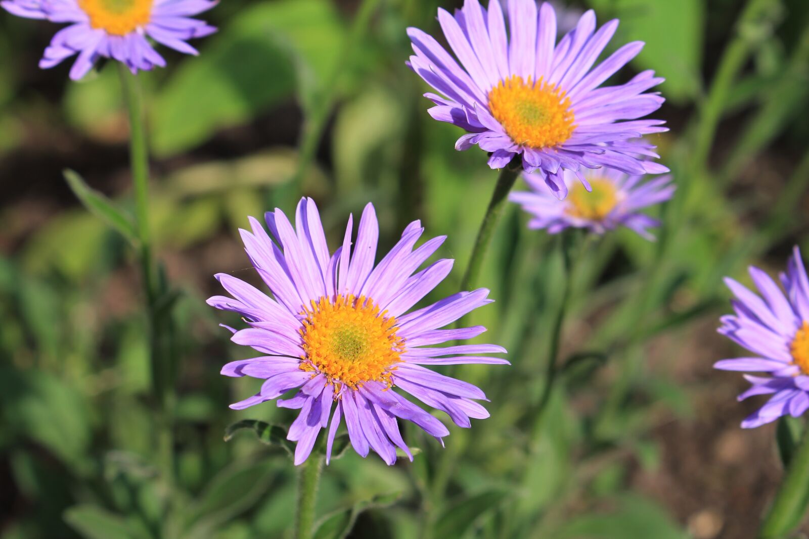 Canon EOS 1100D (EOS Rebel T3 / EOS Kiss X50) + Canon EF-S 18-55mm F3.5-5.6 IS STM sample photo. Flower, nature, garden photography