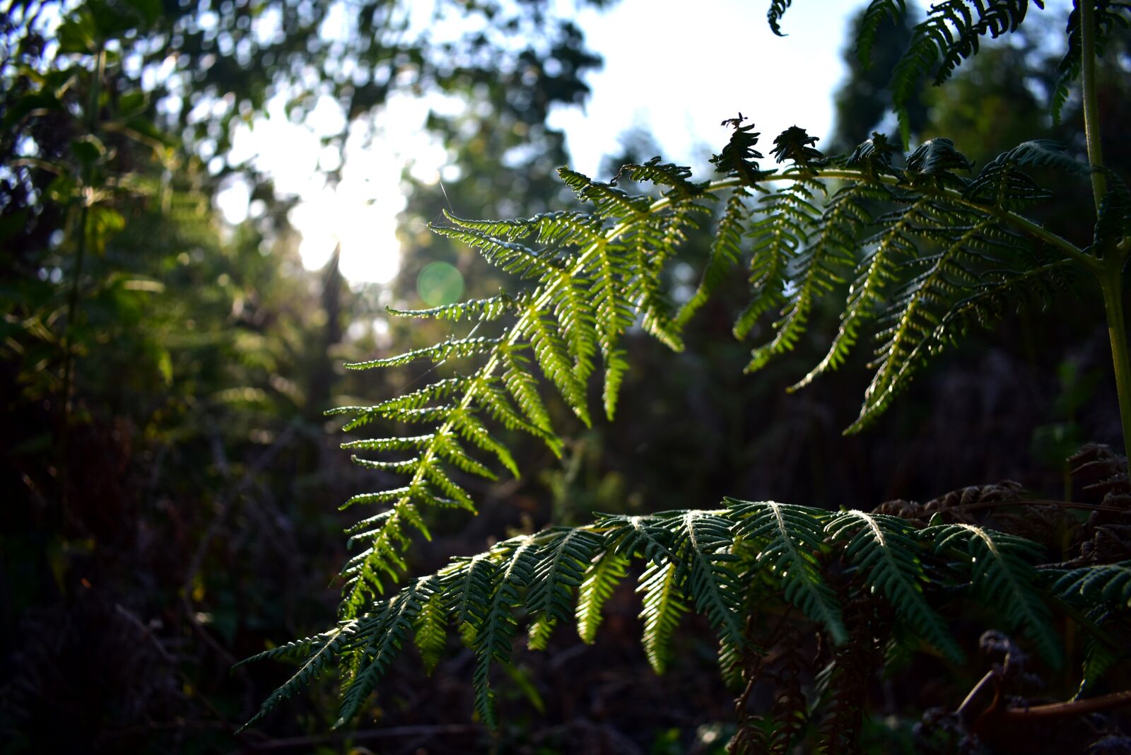 Nikon D3400 sample photo. Fern, nature, forest photography