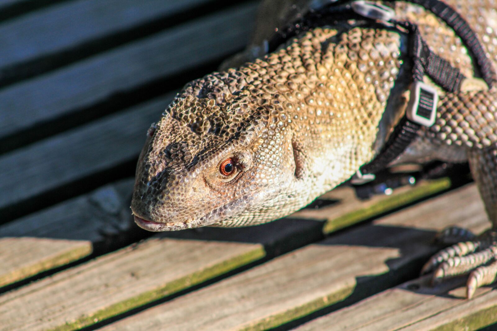Canon EF 75-300mm f/4-5.6 USM sample photo. Nature, animal, wildlife photography