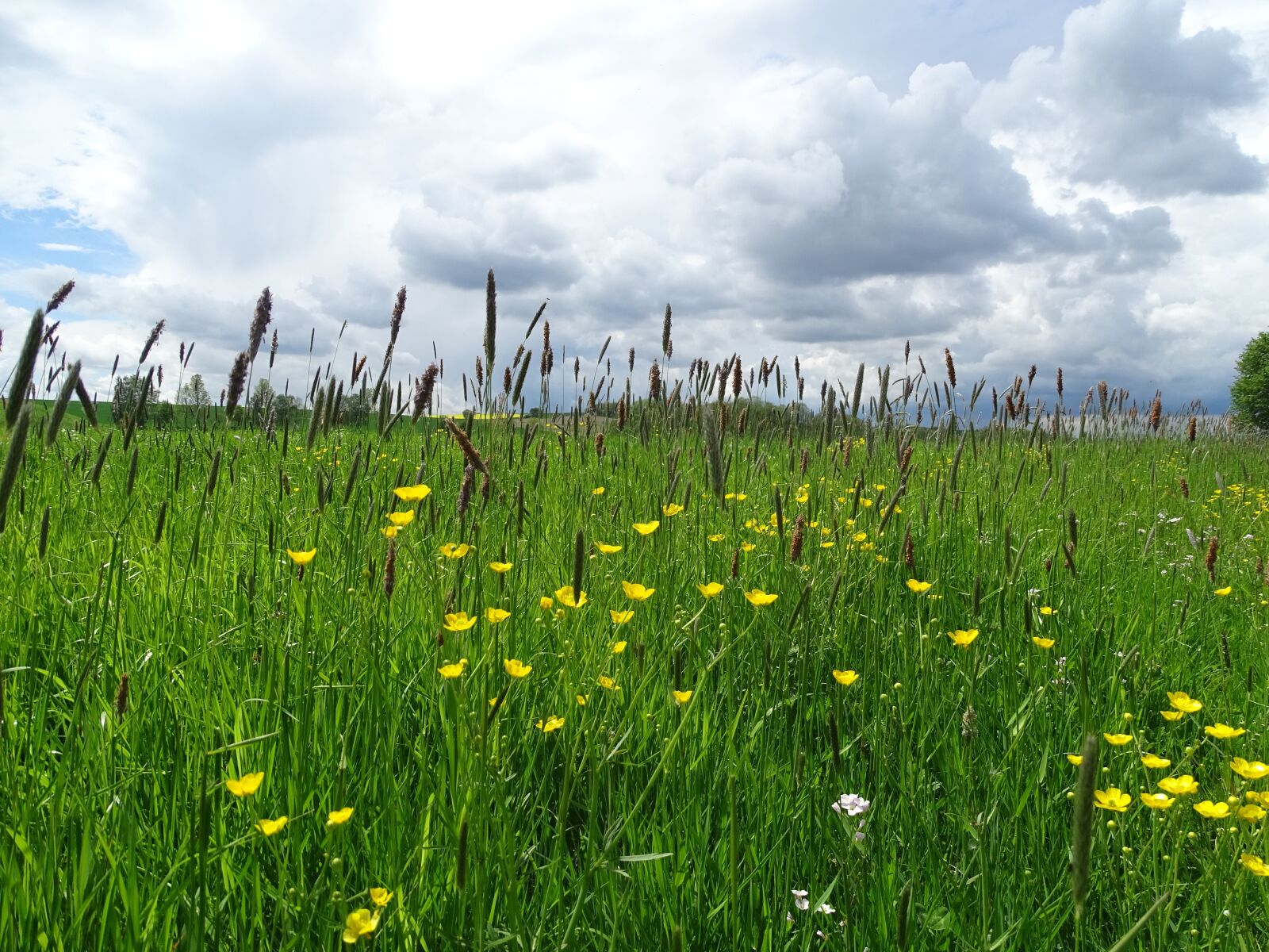 Sony Cyber-shot DSC-HX400V sample photo. Clouds, meadow, landscape photography