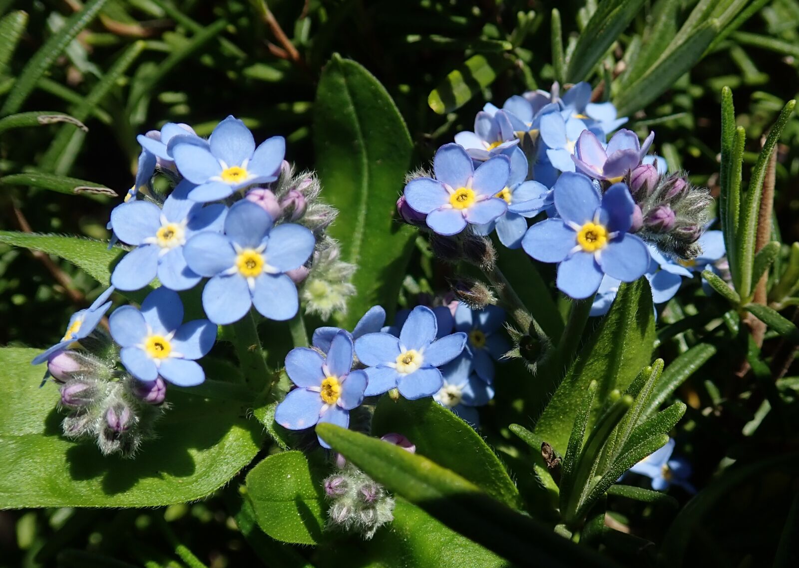 Olympus TG-5 sample photo. Forget me not, flowers photography