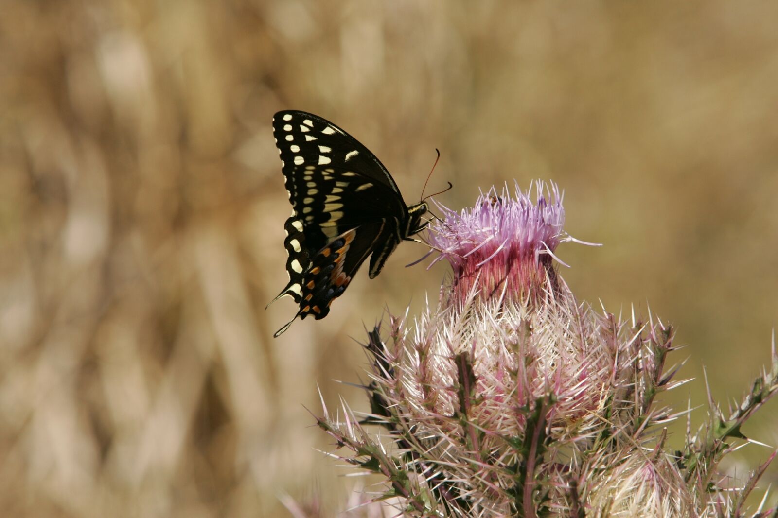 Canon EOS-1D Mark II sample photo. Butterfly, swallowtail, flower photography