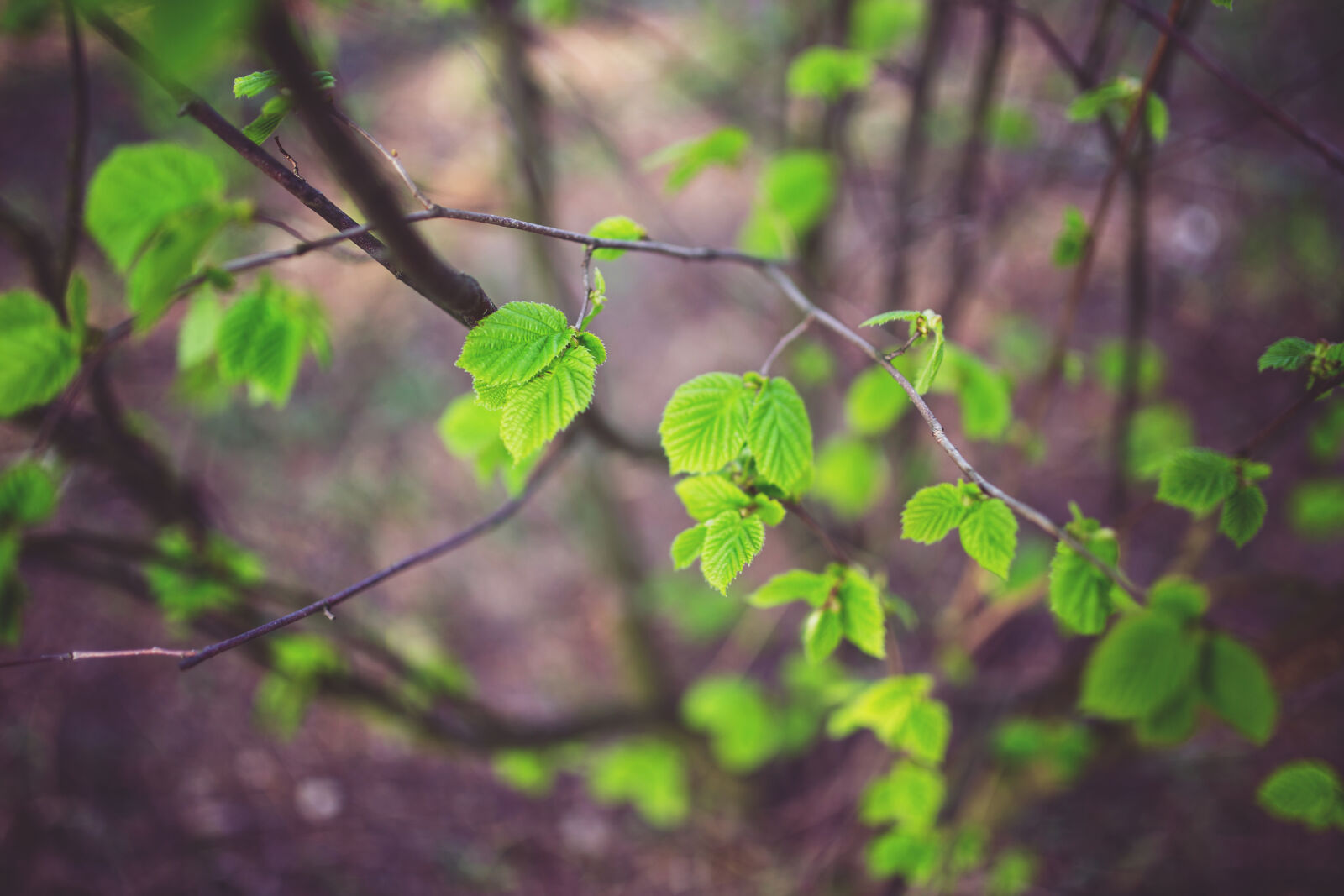 Canon EOS 6D + Sigma 35mm F1.4 DG HSM Art sample photo. Young, little, leaves photography