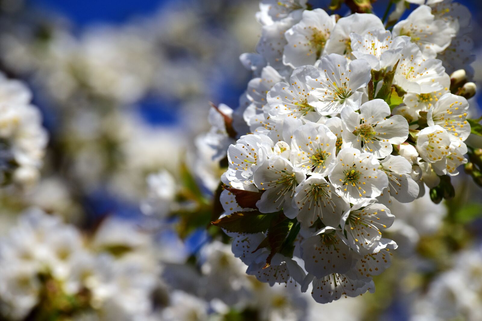 Nikon D3300 sample photo. Cherry blossoms, white, cherry photography