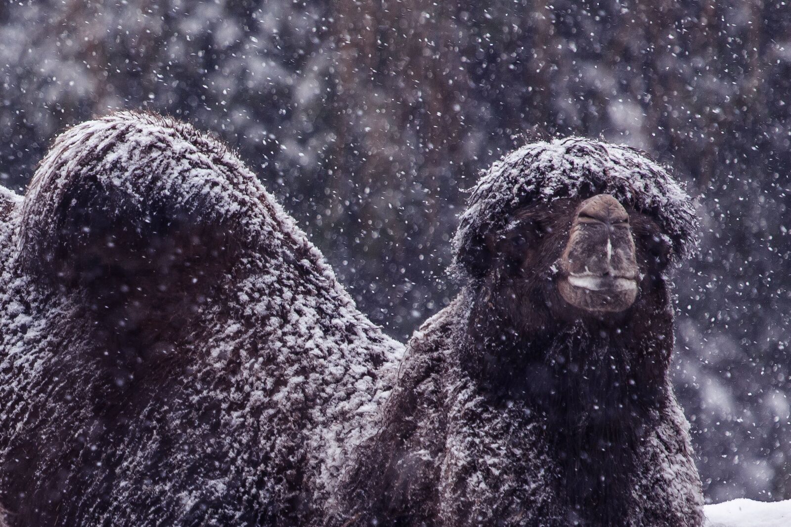 Canon EF 100-400mm F4.5-5.6L IS USM sample photo. Winter, snow, zoo photography