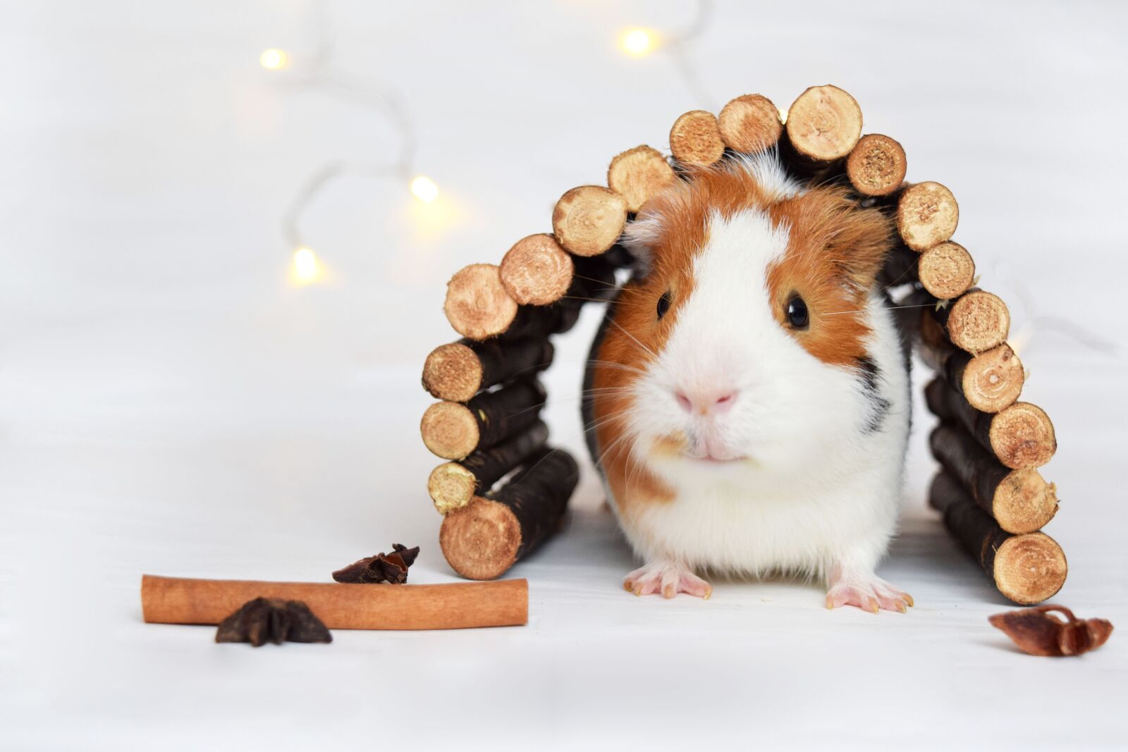 Nikon D3300 sample photo. Guinea pig, pig, animal photography
