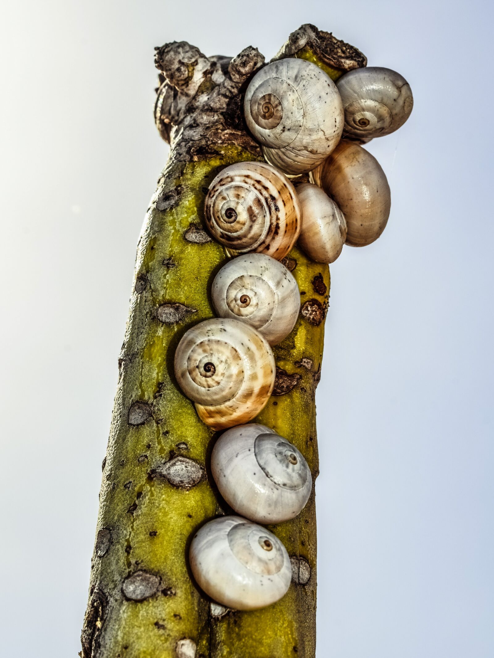 Nikon D3300 sample photo. Cactus, shells, nature photography