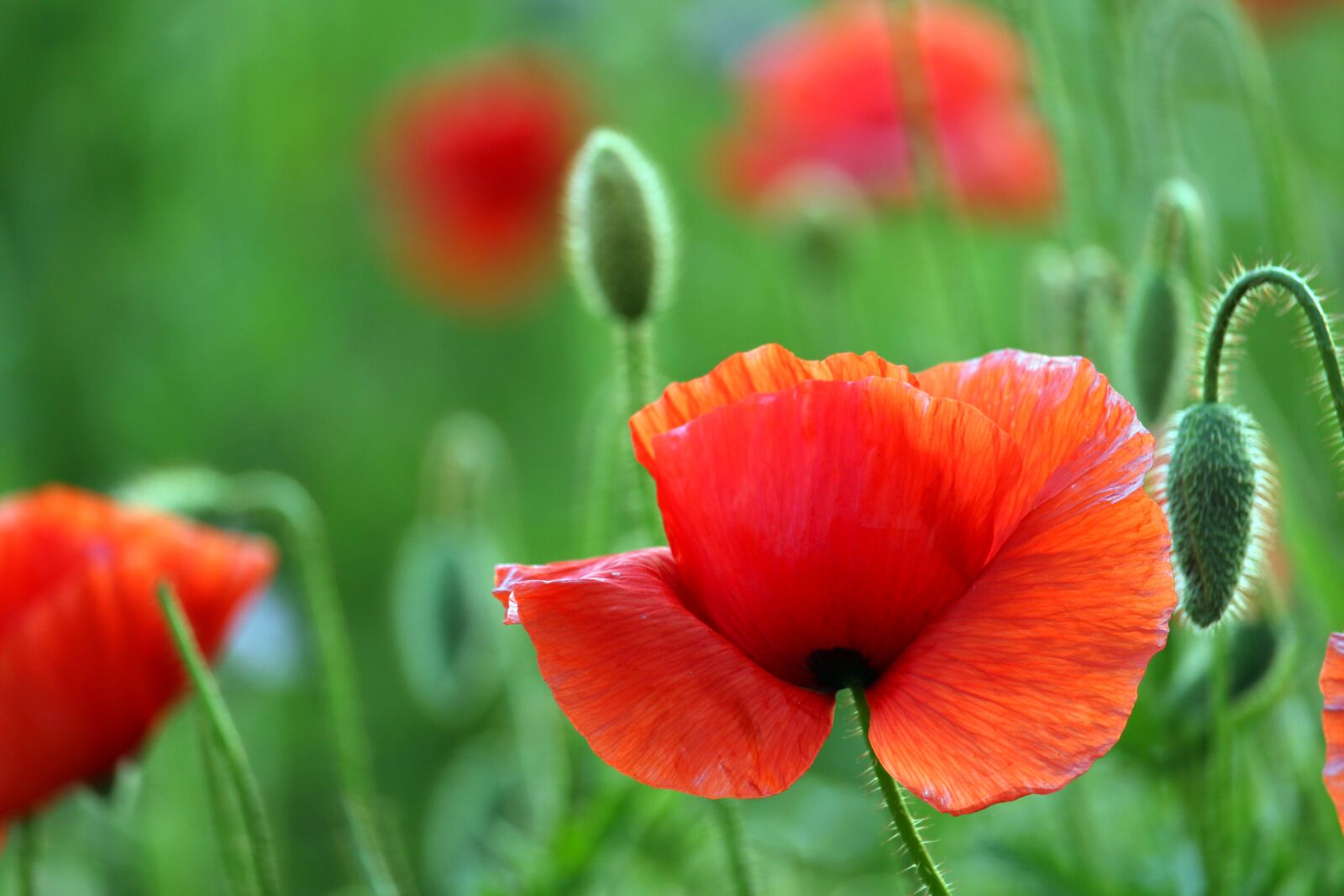 Canon EF-S 55-250mm F4-5.6 IS STM sample photo. Flower meadow, klatschmohn, nature photography