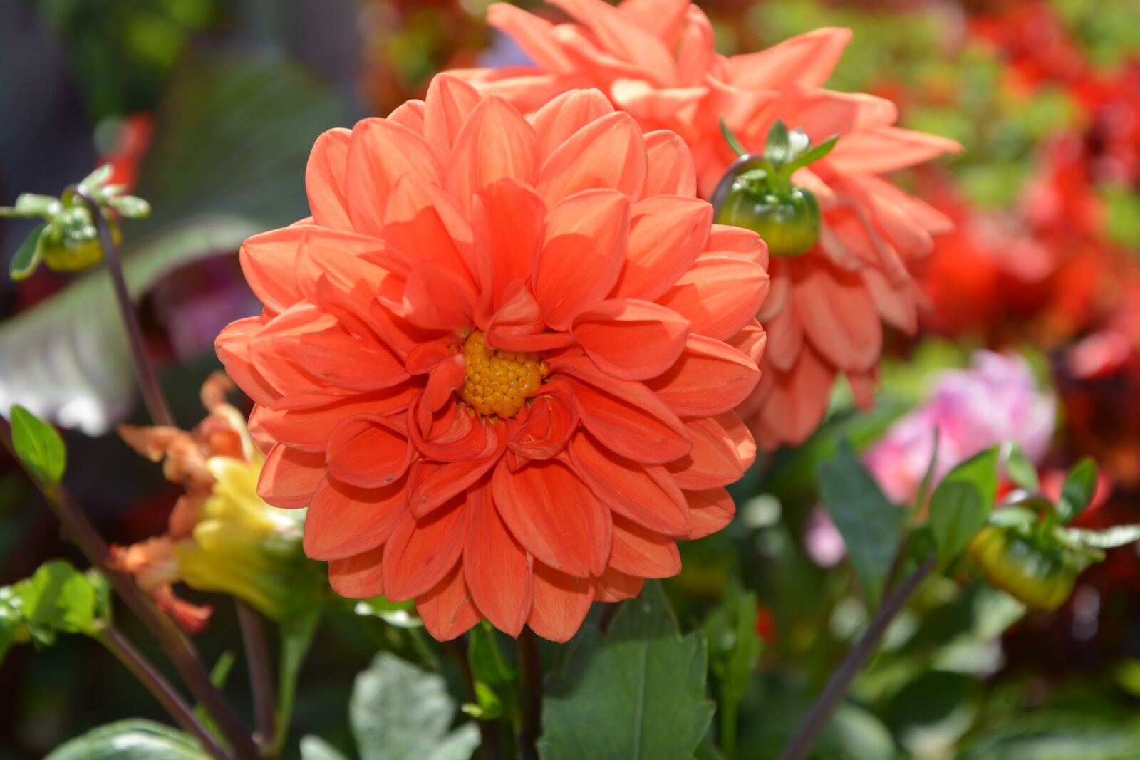Nikon D5200 sample photo. Summer flowers, massif, nature photography