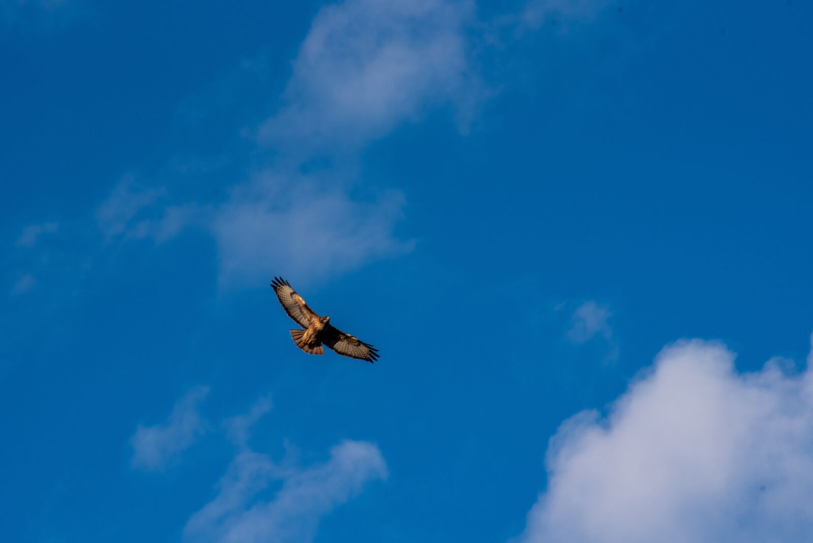 Nikon D750 sample photo. Golden eagle, eagle, bird photography