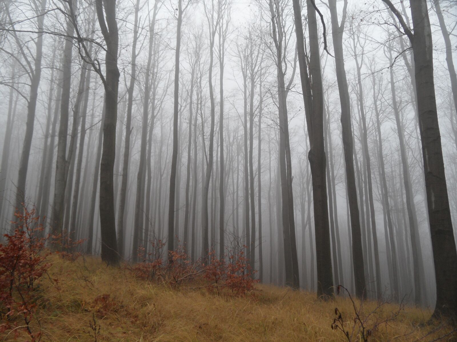 Samsung WB650 / VLUU WB650 /  WB660 sample photo. Forest, fog, autumn photography