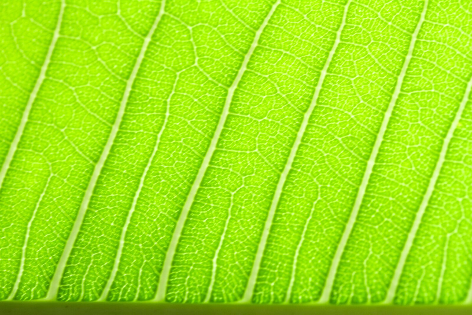 Canon EOS 7D + Canon EF-S 60mm F2.8 Macro USM sample photo. Leaf, green, nature photography